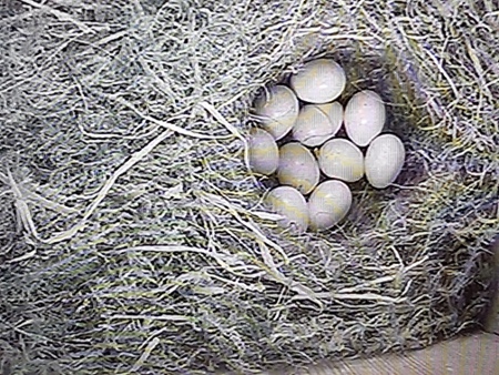 Blue Tit nest