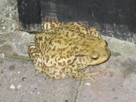 Toad with mottled markings