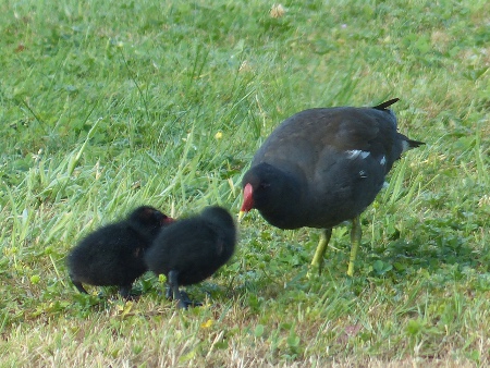 Moorhen with 2 chicks 2013