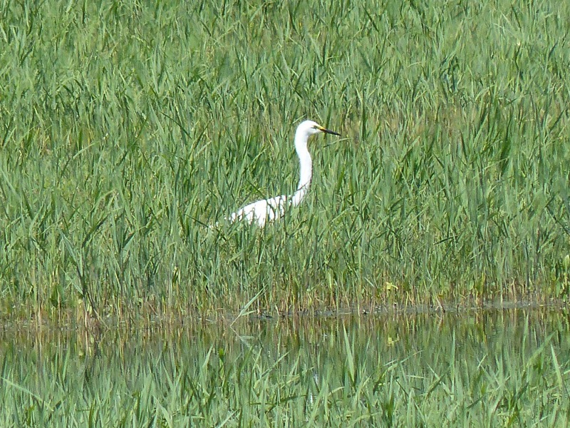 Egret