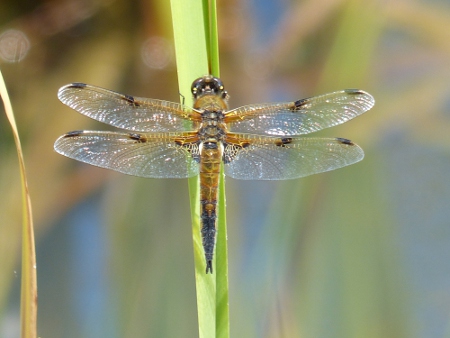 4 spotted chaser