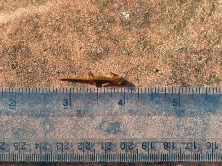 Baby newt