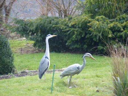 Heron and friend
