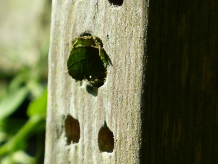 leaf cutter bee nest