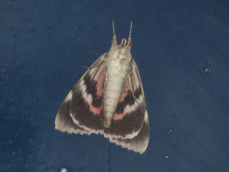 Red Underwing bottom view