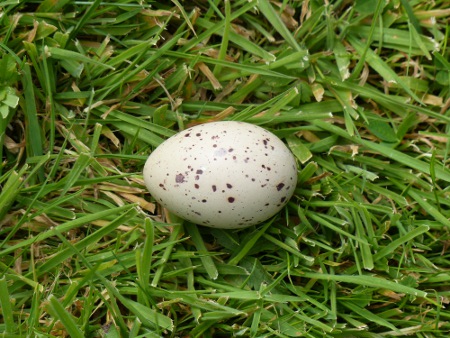 Moorhen egg