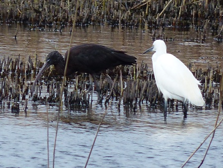 Glossy Ibis and Egret