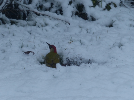 Green woodpecker in snow
