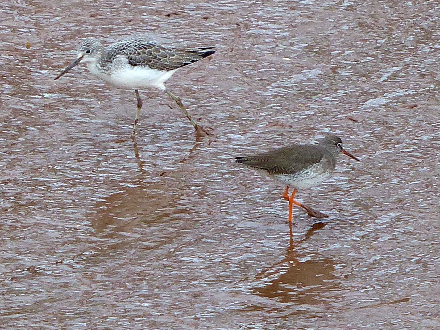 Redshank and Greenshank