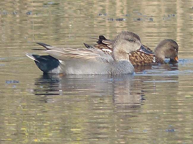 Gadwall at Westhay
