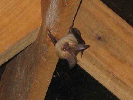 Long-eared bat in loft