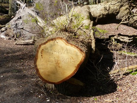 Old fallen tree
