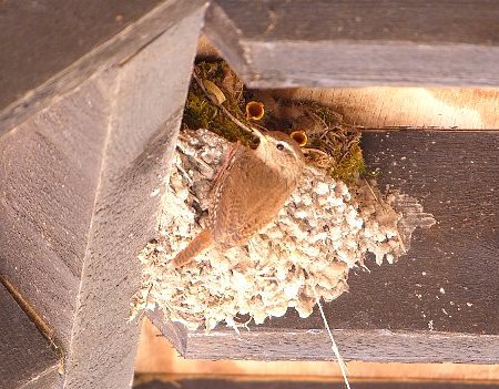 wren's nest